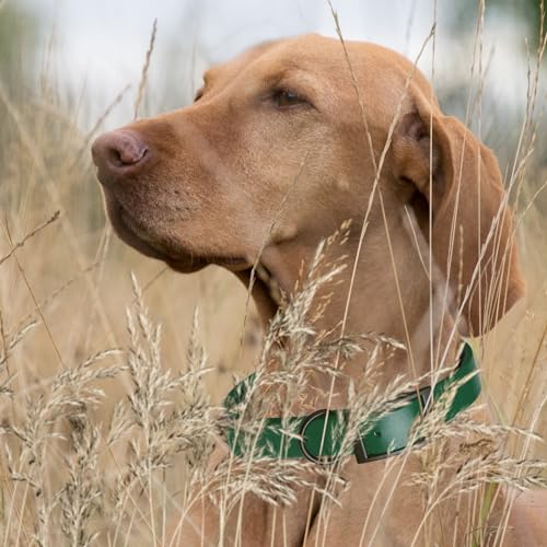 Biothane Waterproof Dog Collar Strong Coated Nylon Webbing with Black Hardware Odor