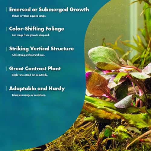 Live Plants Cardinal Flower (Pot - 1 Pack / Lobelia Cardinalis)