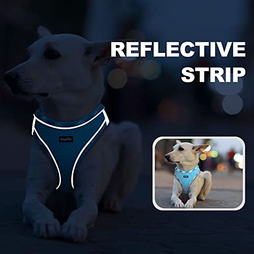 Dog Harness with Leash Set (M / Turquoise)