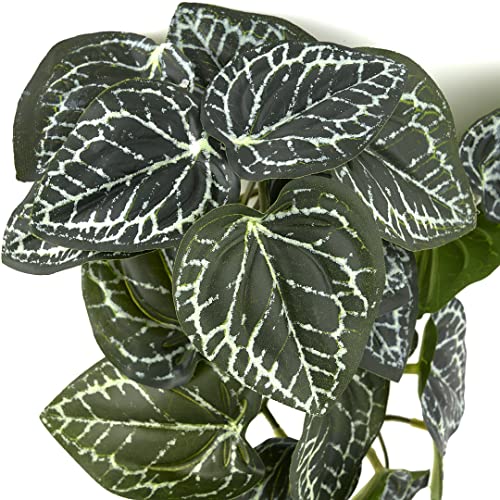 Fake Anthurium Crystallinum (Fake Anthurium Crystallinum)