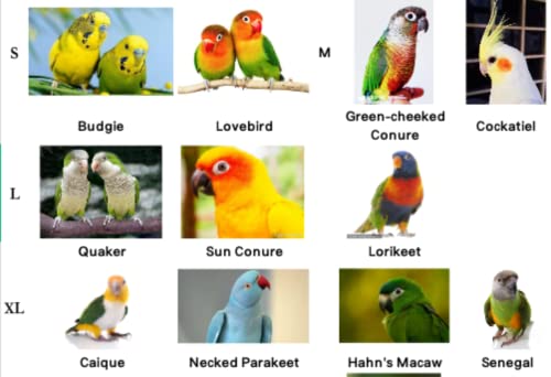 Pet Parrot Bird Harness Leash Adjustable Bird Flying Harness Traction Rope with Cute Wing for Parrots Pigeons Budgerigar Lovebird Cockatiel Mynah Outdoor Training Toy (XL / Purple)
