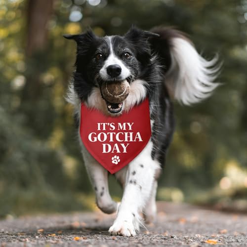 It's My Gotcha Day Dog Bandana Adopt Me Bandanas for Dogs Adoption Gotcha Day Adopted Baby Dog Announcement Adopt Me Pets Scarf for Small Medium Dogs & Cats (W)