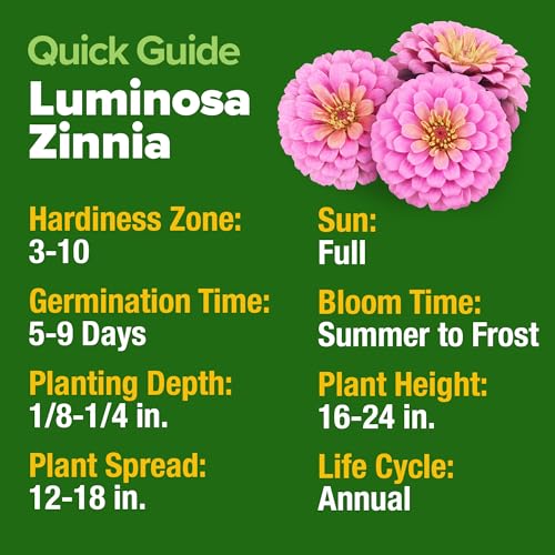 Zinnia Seeds Luminosa Pink