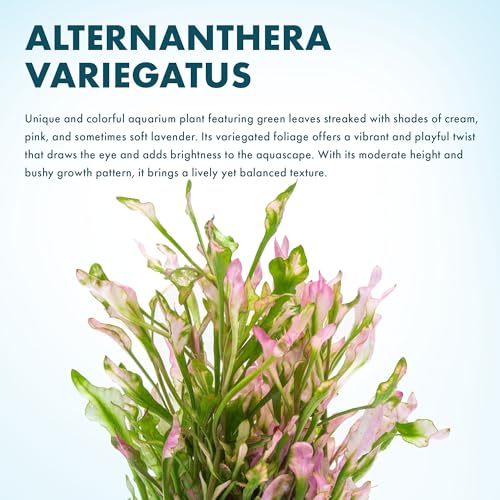 Live Aquarium Stem Plants (Lead Bunch / Alternanthera Variegatus)