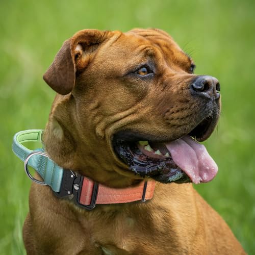 Tactical Dog Collar (Cyan & Orange Gradient - Handle Style / L: Neck 17.5" to 24.5")