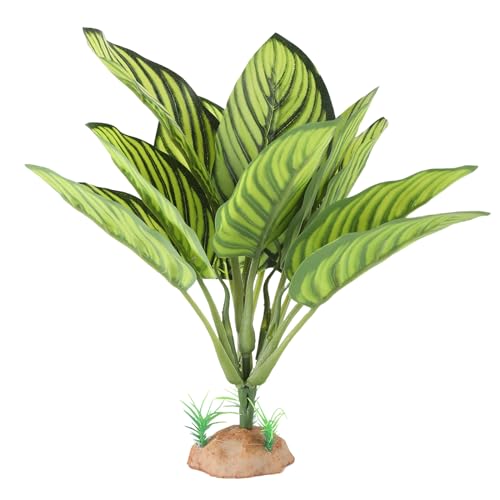 Reptile Terrarium Plants (Calathea Makoyana A)