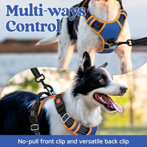 Dog Harness for Large (Royal Blue & Orange / Large)