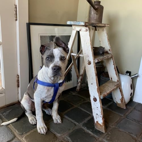 No Pull Dog Harness Small Sized Step (Navy Blue / X-Small)