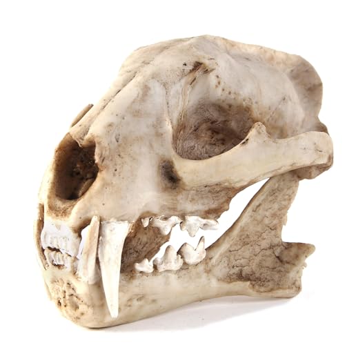 Aquarium Décor Cave Decorations Fish Hideout Betta Tarantula Reptile Snake for Terrarium Ornament Dinosaur Animal Skull Large Bones Halloween (Leopard)