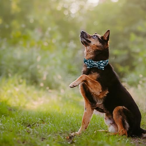 Dog Collar Dinosaurs Print Pet Collars with Bow Soft Cutton Boy Puppy Gift Adjustable Blue Bowtie Dog Collar for X (Fossil Dinosaurs / X-Large (Pack of 1))