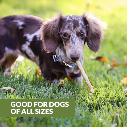 Lamb Collagen Sticks for Dogs (5.3 Ounce (Pack of 15))