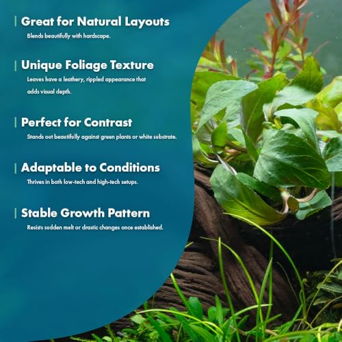 Live Plants Staurogyne Bihar (Pot - 1 Pack / Staurogyne Bihar)