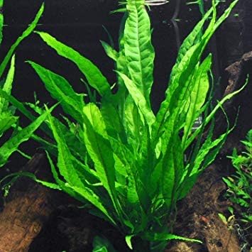 Potted Microsorum Plants (Potted Microsorum Broad)