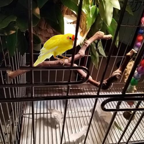 Bird Perches for Cage