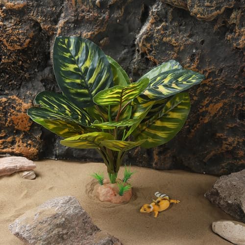 Terrarium Plants for Reptile Terrarium (Peacock Prayer)