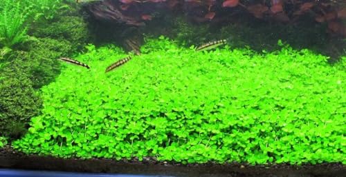 Foreground Potted Live Aquarium Plants (Potted Monte Carlo)
