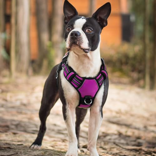 Dog Harness Small Sized (Purple / Small)