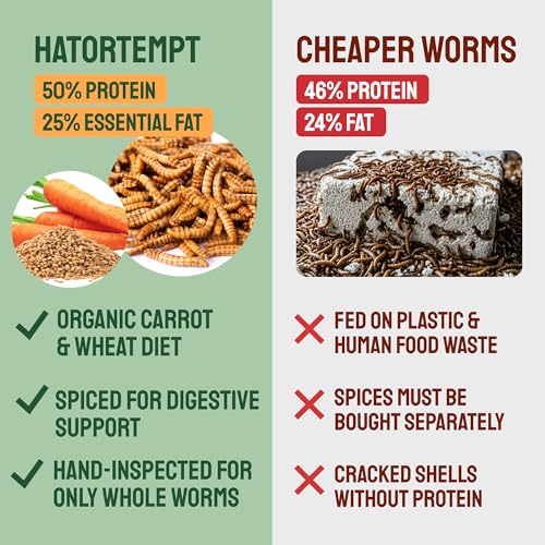 10lb Dried Mealworms with Digestive Spice Mix for Chickens (10 Pound (Pack of 1))