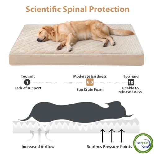 Orthopedic Giant Human Dog Beds for Adult & Dog Cozy Sleep (Beige / 61"L x 43"W x 4"Th)