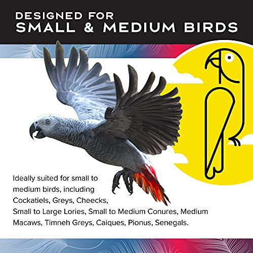 Bird Cage Toy