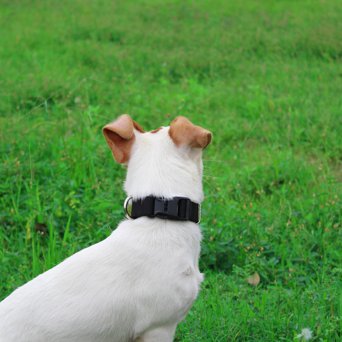 Nylon Dog Collar with Quick Release Buckle Soft Adjustable Sturdy for Small Medium Large Dogs Black (Black / L：17.5"-25.5")