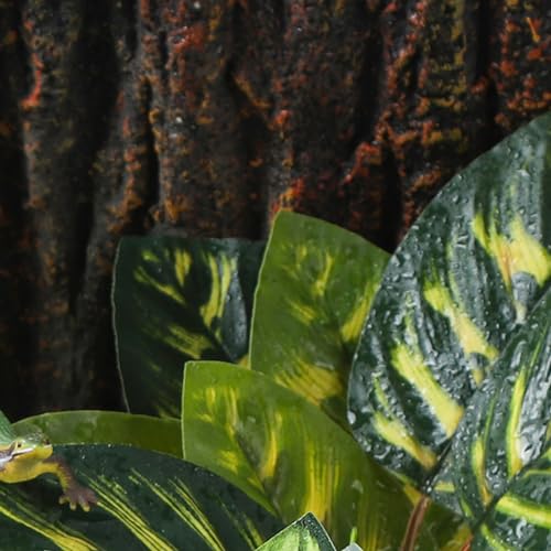 Terrarium Plants for Reptile Terrarium (Peacock Prayer)