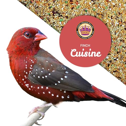 Finch Cuisine 4 Lbs (4 Pound (Pack of 1))