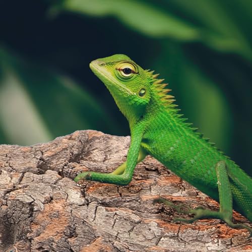 Tree Bark Reptile Climbing Decor Reptile Hide Terrarium Decor