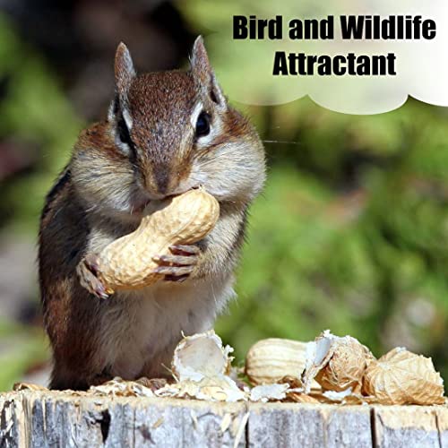 Wildlife in Shell Peanuts for Birds (8 Pound (Pack of 1) / In-Shell)