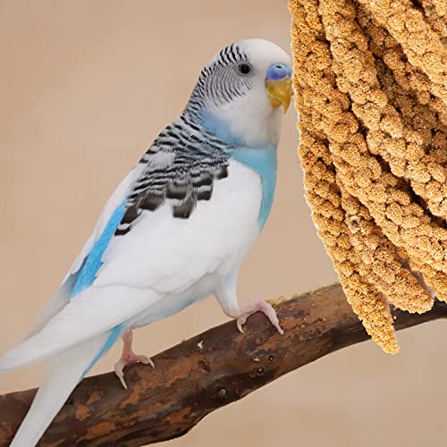 5.5LB Spray Millet for Parakeets