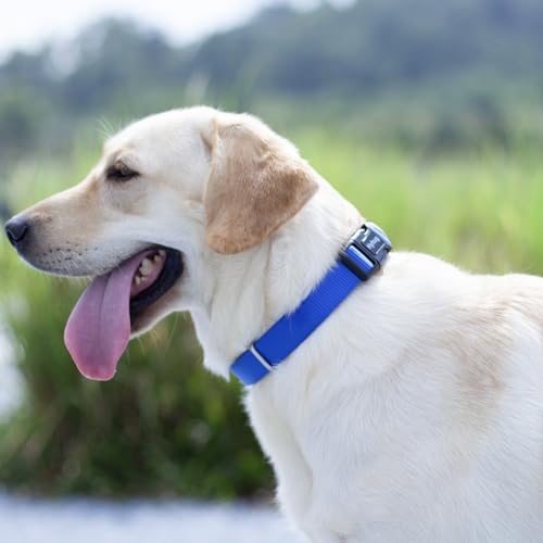 Blue Dog Collar for Medium Dogs (Medium / Bright Blue)