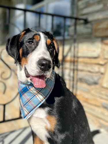 Dog Bandana for Small Medium Large Dogs (Blue Grid / Large (Pack of 1))