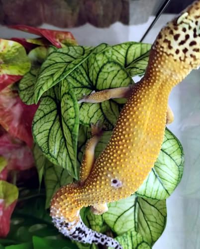Reptile Plants for Terrarium (Green Arrowhead)