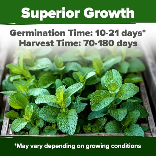 Lemon Balm Seeds