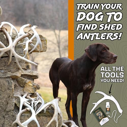 Shed Hunting Dog Training Kit
