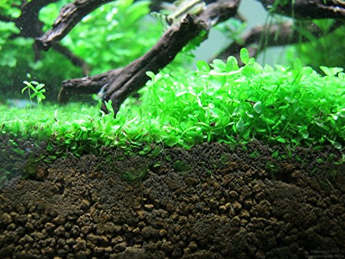 Foreground Potted Live Aquarium Plants (Potted Monte Carlo)