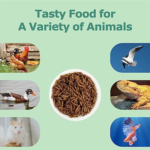 10LB Dried Black Soldier Fly Larvae (10 Pound (Pack of 1))