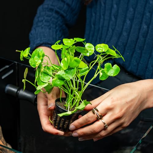 Live Aquarium Stem Plants (Pot - 1 Pack / Hydrocotyle Leucocephala Variegated)