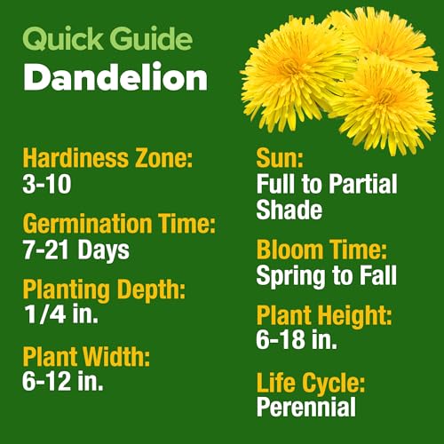 Dandelion Seeds