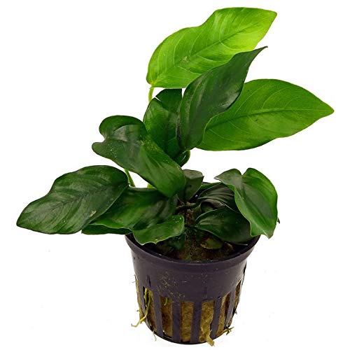 Potted Anubias Plants (Potted Anubias Var Nana)