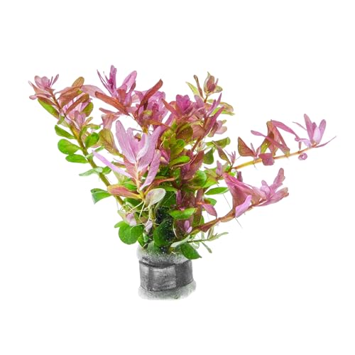 Live Plant Rotala Fujian (Lead Bunch - 1 Pack / Rotala Fujian)