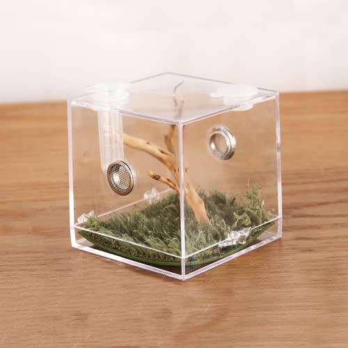 Jumping Spider Micro Habitat (2.6x2.6x2.7inches)