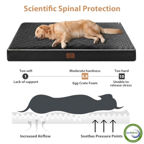 Orthopedic XXL Dog Beds for Large Senior Dog Bed Comfy Sleeping (black / 55"L x 42"W x 4"Th)