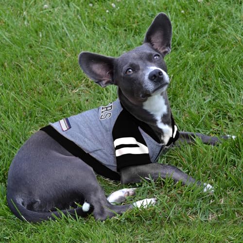 NFL Oakland Raiders Hoodie for Dogs & Cats (Large / Oakland Raiders)