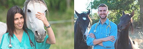 Horse Treats Original Flavor