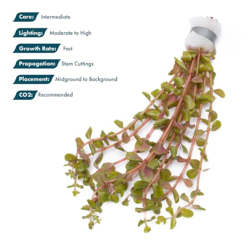 Live Aquarium Stem Plants (Lead Bunch - 1 Pack / Rotala H'Ra)
