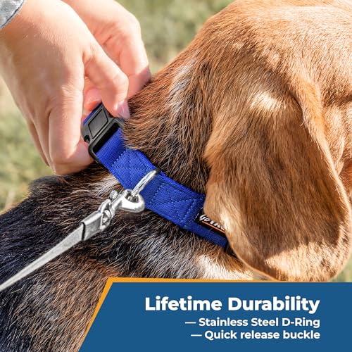 Personalized Dog Collar