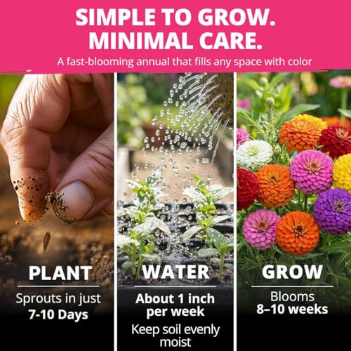 Zinnia Seeds Lilliput Mix