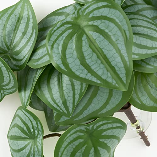 Fake Calathea Orbifolia (Fake Calathea Orbifolia)