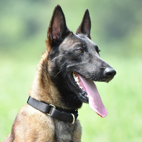 Martingale Collar for Dogs (XL / Black)